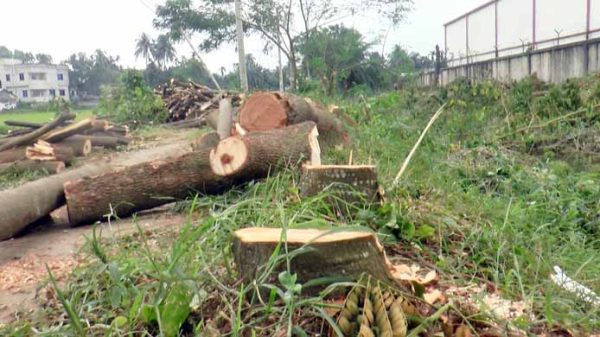 কুষ্টিয়ায় সরকারি ৬ শতাধিক গাছ কর্তন করল প্রভাবশালীরা, ব্যবস্থা নিচ্ছে না প্রশাসন