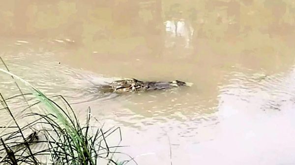 কুষ্টিয়ায় কুমির আতঙ্কে পদ্মাপাড়ের জনজীবন