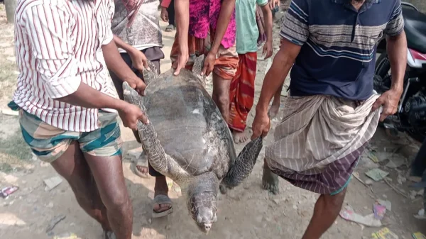 জেলের জালে ‘দানব আকৃতির’ কাছিম